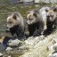 Браконьеры выплатят 840 тысяч рублей за добычу медведицы с медвежатами в Приангарье