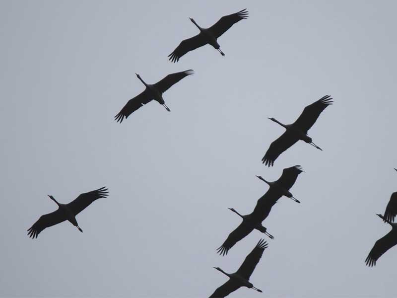 Перелетные птицы вернулись в Иркутскую область