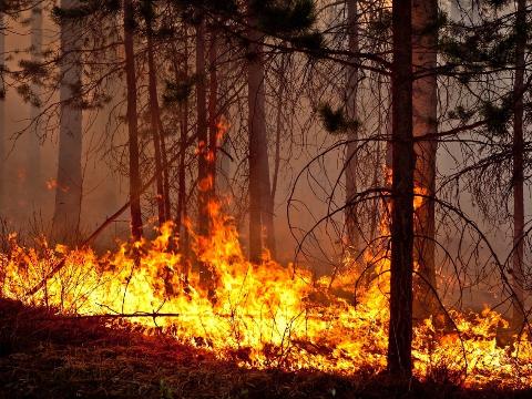 Группа ученых СО РАН обнаружила «возможного подозреваемого» в пожарах и наводнениях 2019 года в Восточной Сибири