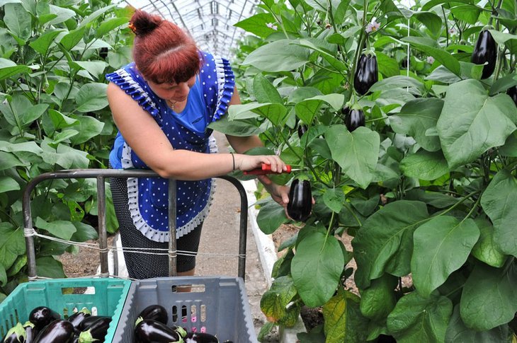 Первый урожай томатов и баклажанов собрали в Иркутской области