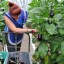 Первый урожай баклажанов и томатов собрали в Иркутской области