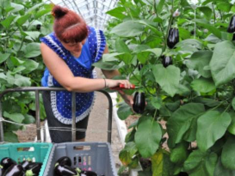 Первый урожай баклажанов и томатов собрали в Иркутской области