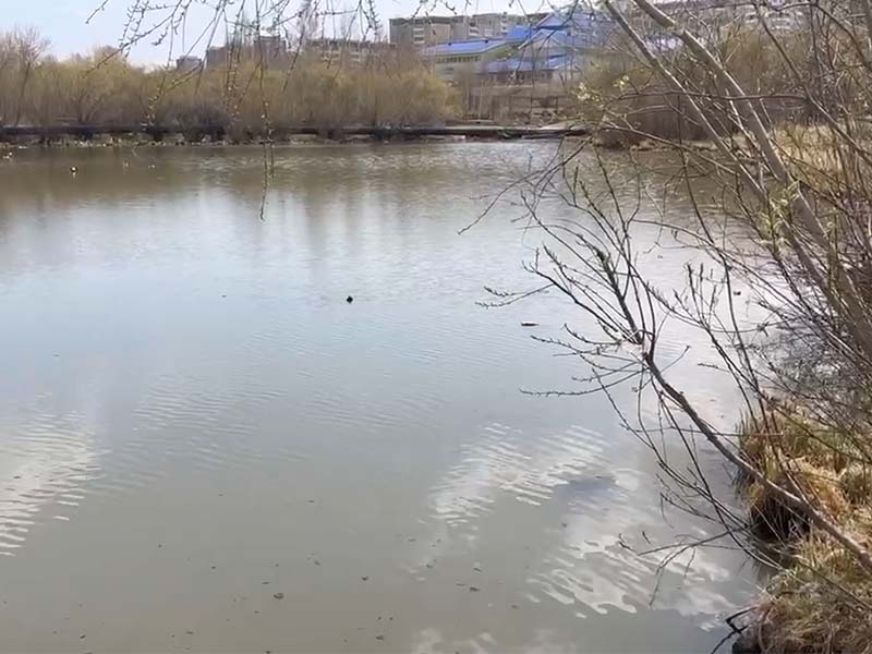 Иркутянка едва не утонула в пруду в микрорайоне Первомайском