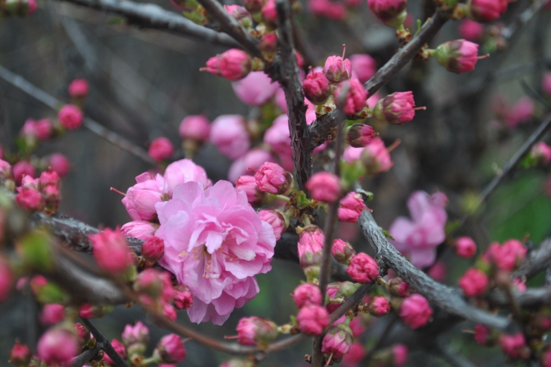 День любования сакурой в ботаническом саду Иркутского госуниверситета пройдет 27 мая