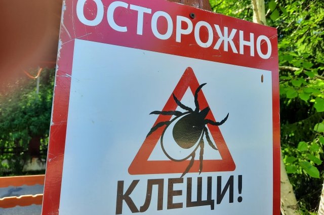 Более 3 тысяч человек пострадали от укусов клещей в Иркутской области