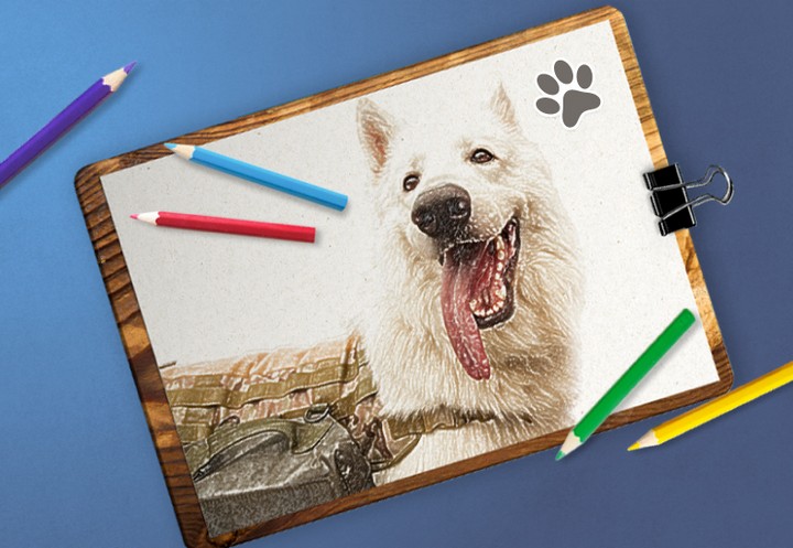 Жителей Иркутской области приглашают к участию в конкурсе рисунков «Портрет фронтовой собаки»
