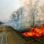 По вине жителей Приангарья произошло три лесных пожара за сутки