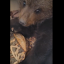 Собака нашла истощенного медвежонка в лесу, его выхаживают в Иркутской зоогалерее
