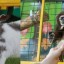 В «Сибирском зоопарке» выявили нарушения содержания и вакцинации животных 