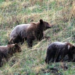 В Прибайкальском национальном парке посчитали медведей