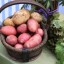 Месячник качества и безопасности овощей и фруктов пройдет в Приангарье