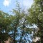 Иркутянка отсудила у МКУ «Городская среда» 260 тысяч рублей за упавшее на машину дерево