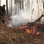 В Приангарье завели три уголовных дела на виновников лесных пожаров 