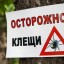 За неделю 1205 жителей Иркутской области пострадали от укусов клещей