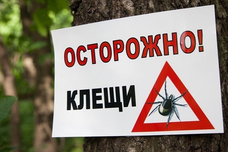 За неделю 1205 жителей Иркутской области пострадали от укусов клещей