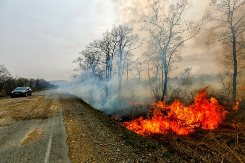 Высокая и чрезвычайная пожароопасность лесов ожидается в Приангарье 5 июня