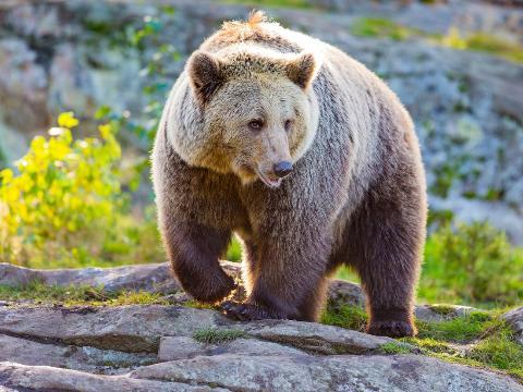 В Братске медведь вышел к жилым домам на окраине города