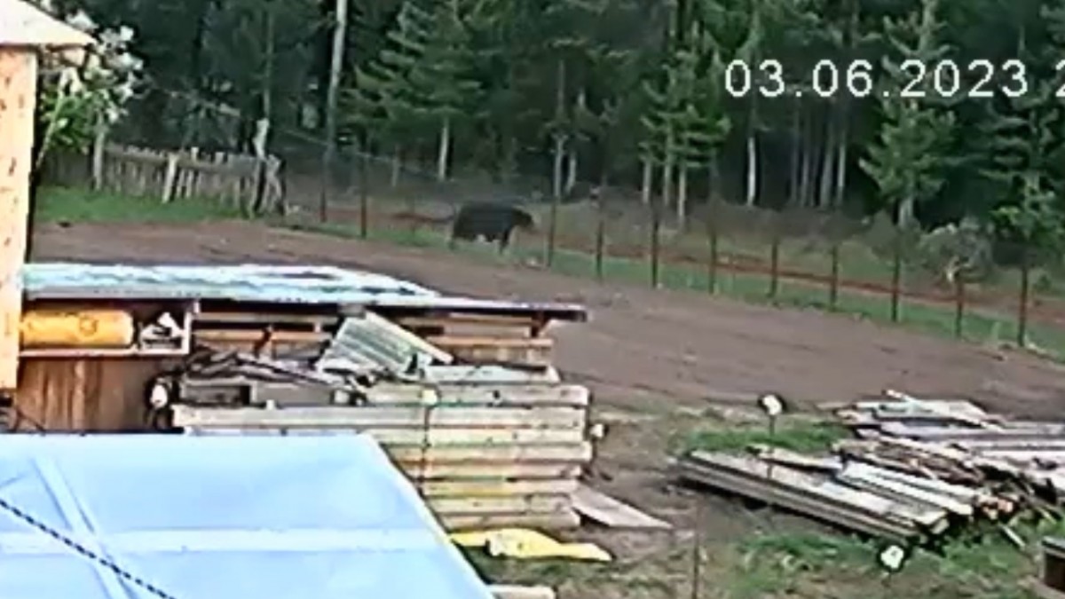 Медведь напугал мужчину на окраине Правобережного района