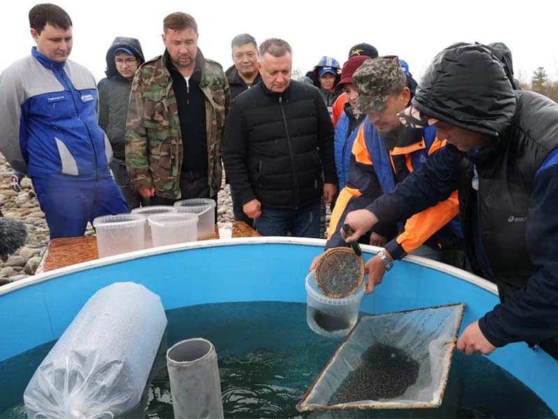Более 50 миллионов личинок омуля выпустили в озеро Байкал