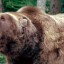 Медведь напал на 40-летнего мужчину в Черемховском районе Иркутской области