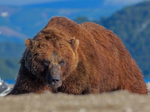 В Иркутской области участились случаи нападения медведей на людей