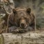 Медведь напал на сборщика черемши в Черемховском районе