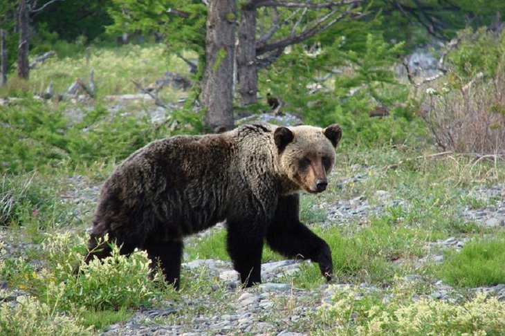 В Черемховском районе медведь напал на 40-летнего мужчину