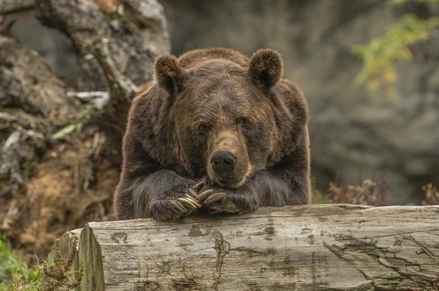 Медведь напал на сборщика черемши в Черемховском районе