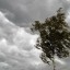 МЧС предупреждает о ливнях, грозах и усилении ветра в Иркутской области 6 июня