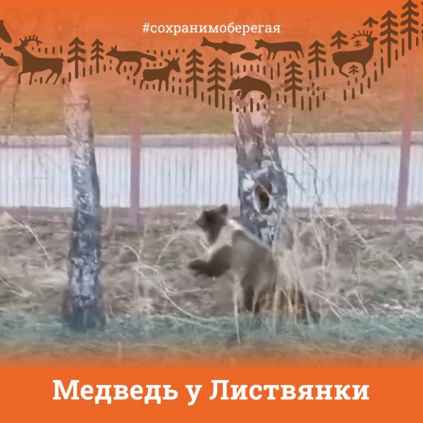 Молодой медведь бродит в окрестностях поселка Листвянка