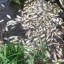 В пруду посёлка Батама Зиминского района массово погибла рыба