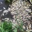 Рыба массово погибла в пруду поселка Батама Зиминского района