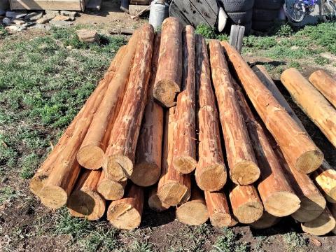 В Ольхонском районе местный житель вырубил 19 лиственниц на 650 тысяч рублей
