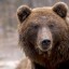 В Иркутской области сборщик черемши встретился на берегу реки с медведем