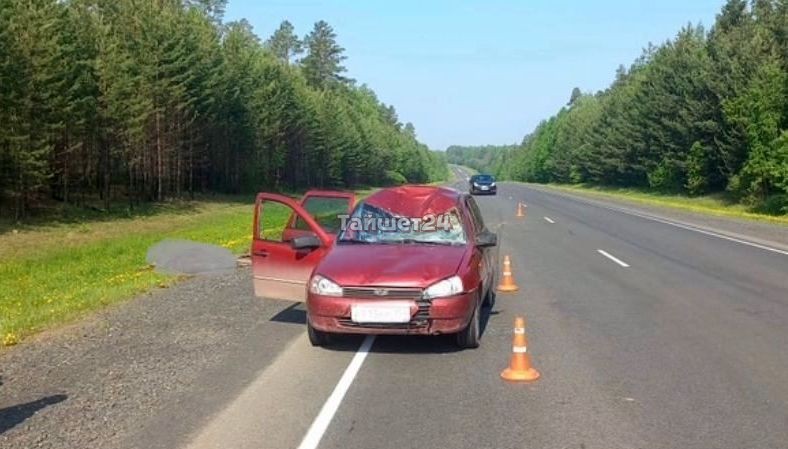 На трассе в Тайшетском районе водитель автомобиля LADA сбил лосиху