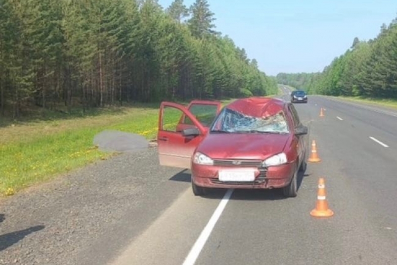 Водитель "Лады Калины" насмерть сбил лосиху на федеральной трассе в Иркутской области