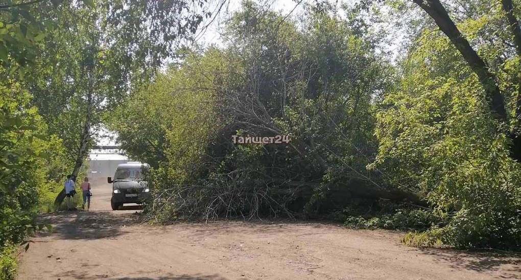 Фотофакт. Дерево упало вблизи остановки на углу улицы Транспортной в Тайшете
