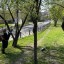 Специалисты обрабатывают деревья от горностаевой моли в Иркутске