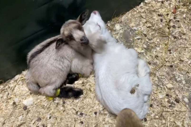 Двое козлят родились в зоогалерее Иркутска