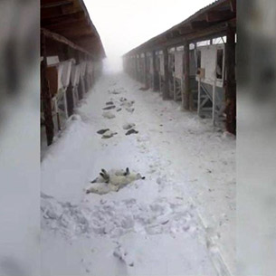 На ферме в Братске бродячие собаки загрызли 165 кроликов