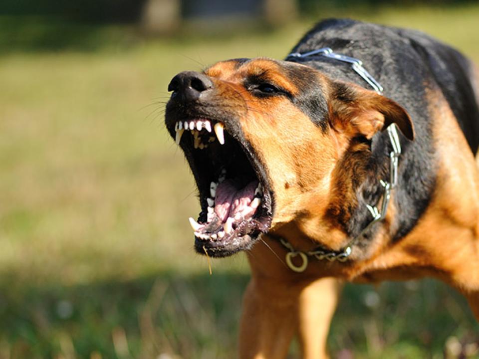 В Вихоревке осудили владельца убивших ребенка собак