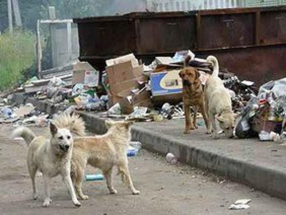 Около трёх тысяч бездомных псов бродят по улицам Иркутска