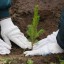 В Иркутской области в рамках акции «Сохраним лес» высадили пять тысяч сеянцев сосны