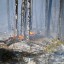 Один лесной пожар произошел в Иркутской области из-за грозы