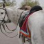 23 сентября в Иркутском районе пройдут конные соревнования на призы мэра