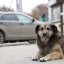 Еще три приюта для бездомных животных появится в Иркутской области