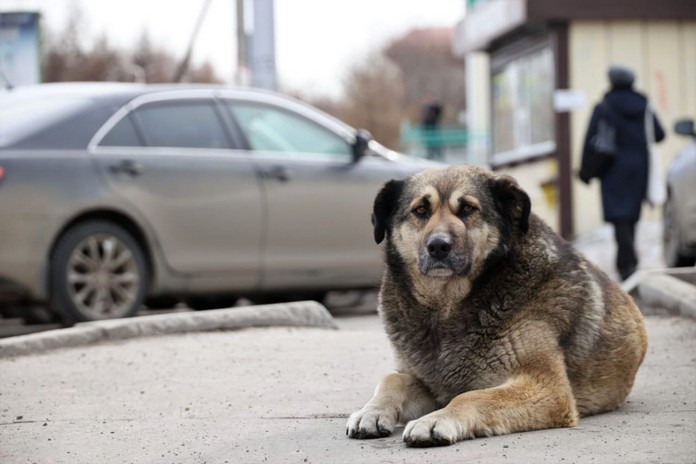 В трёх городах Иркутской области построят приюты для животных