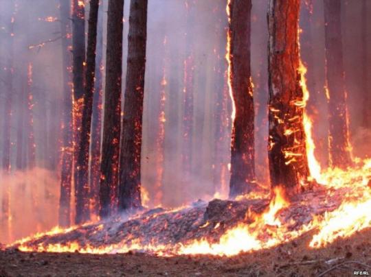 В Иркутской области недостаточно эффективно защищают леса от пожаров