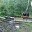Фотоловушка в Прибайкальском нацпарке зафиксировала лосенка и его маму