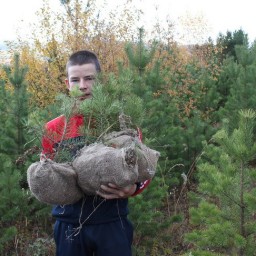 На Ольхоне волонтеры высадили 6,2 тысячи сосен